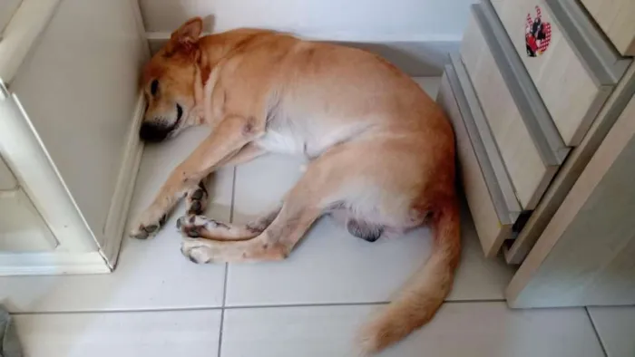 Cachorro ra a SRD-ViraLata idade 6 ou mais anos nome Roque