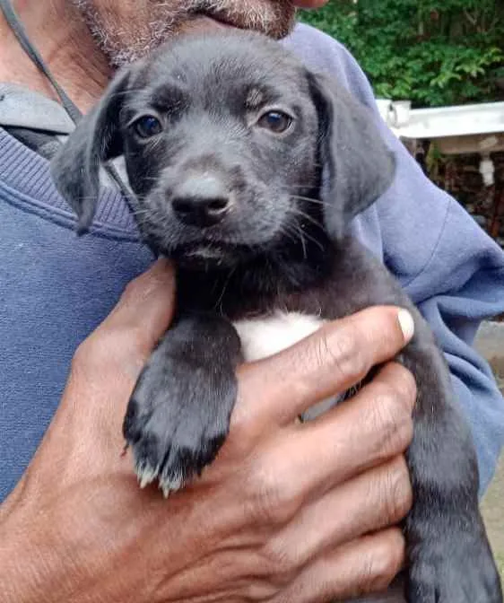 Cachorro ra a Srd idade Abaixo de 2 meses nome Pretinha