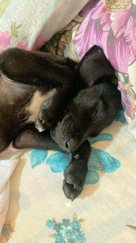 Cachorro ra a Srd idade Abaixo de 2 meses nome Pretinha