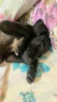 Pretinha