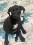 Pretinha