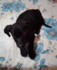 Pretinha