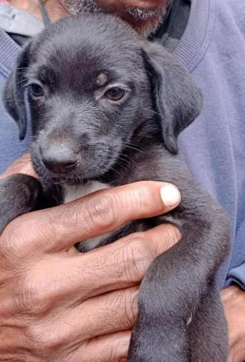 Cachorro ra a Srd idade Abaixo de 2 meses nome Pretinha