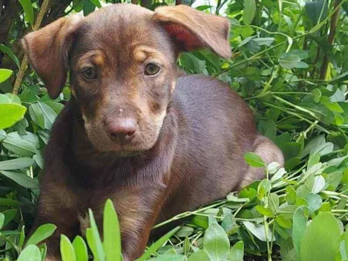 Cachorro ra a SRD idade 2 a 6 meses nome Cacau