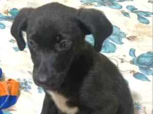 Cachorro raça Srd idade Abaixo de 2 meses nome Pretinha