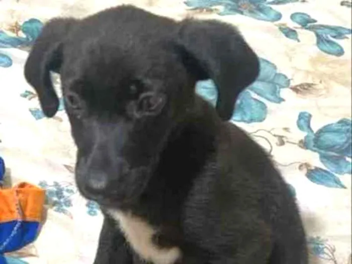 Cachorro ra a Srd idade Abaixo de 2 meses nome Pretinha