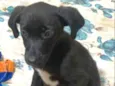 Pretinha