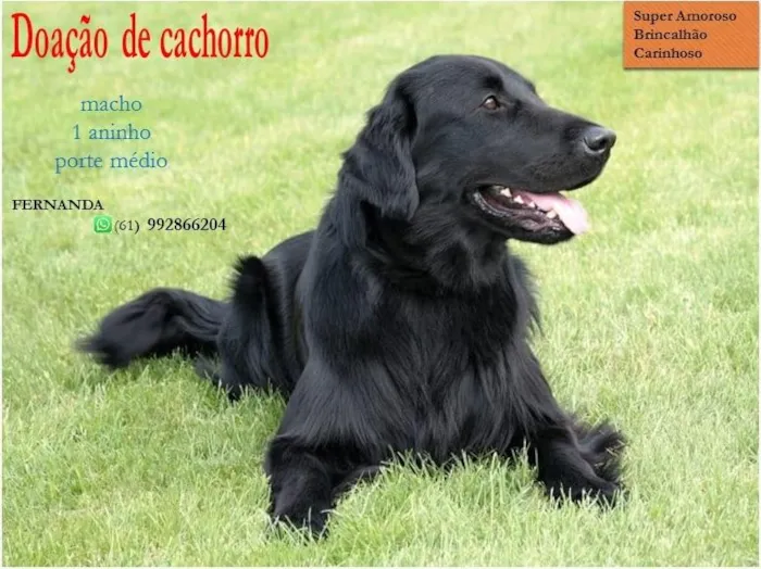 Cachorro ra a  idade 1 ano nome Preto