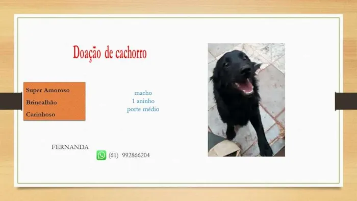 Cachorro ra a  idade 1 ano nome Preto