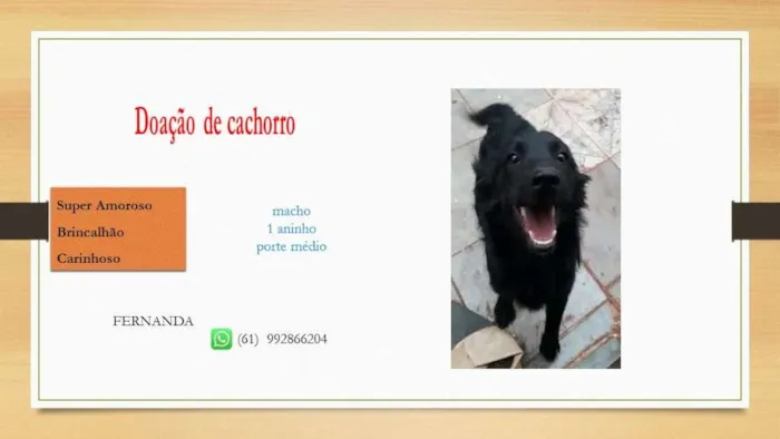 Cachorro ra a  idade 1 ano nome Preto