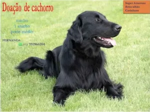 Cachorro raça  idade 1 ano nome Preto