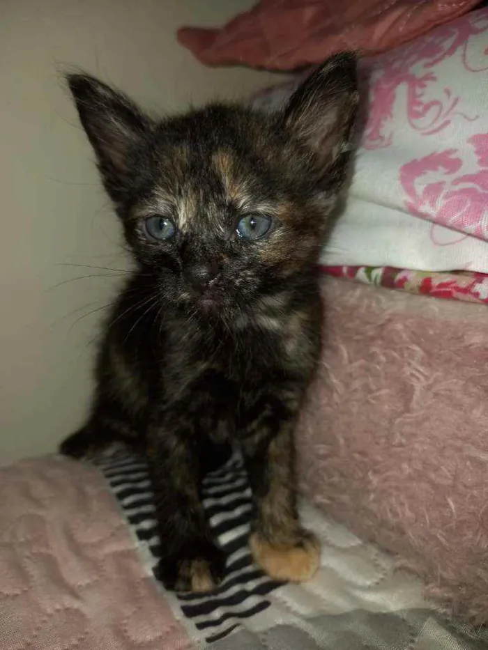 Gato raça Srd idade Abaixo de 2 meses nome Sem nome