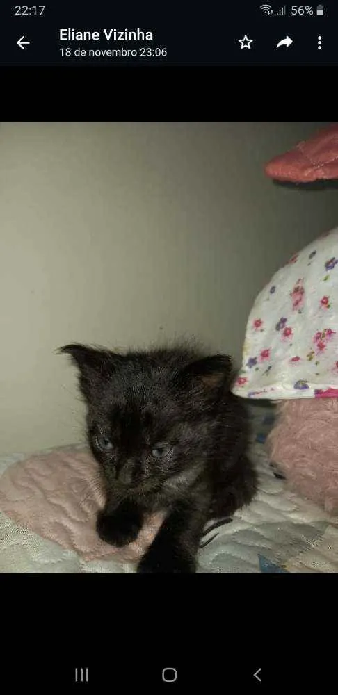 Gato raça Srd idade Abaixo de 2 meses nome Sem nome