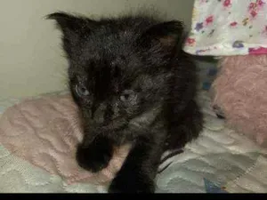 Gato raça Srd idade Abaixo de 2 meses nome Sem nome