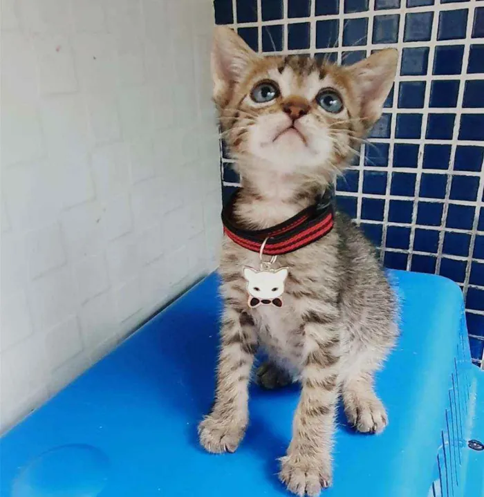 Gato ra a SRD idade Abaixo de 2 meses nome ...