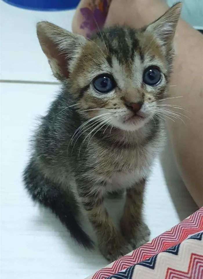 Gato ra a SRD idade Abaixo de 2 meses nome ...
