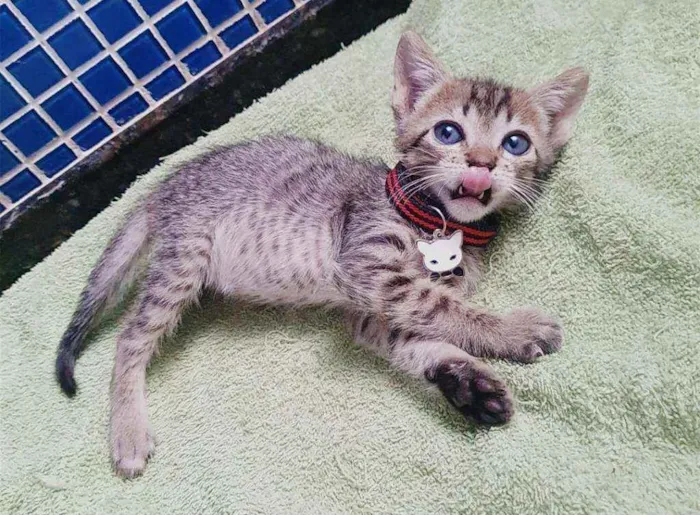 Gato ra a SRD idade Abaixo de 2 meses nome ...