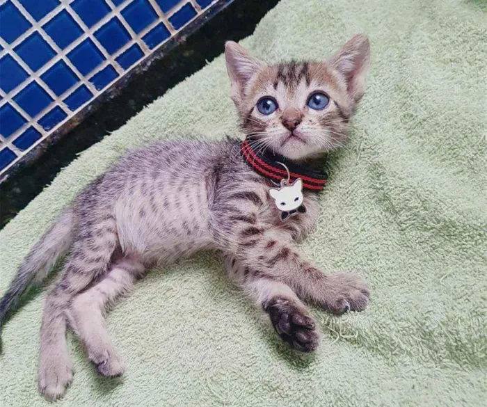 Gato ra a SRD idade Abaixo de 2 meses nome ...