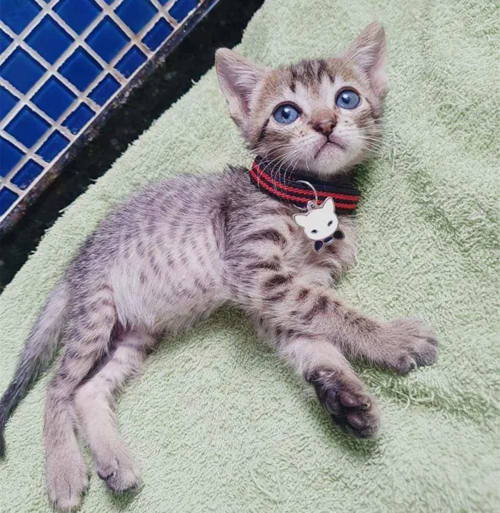 Gato ra a SRD idade Abaixo de 2 meses nome ...