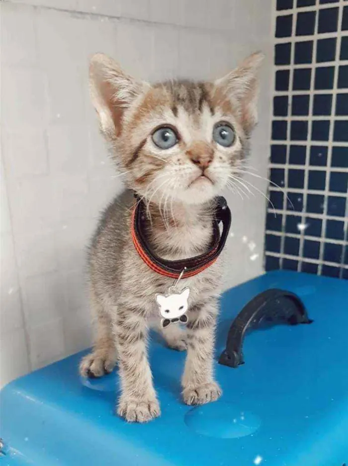 Gato ra a SRD idade Abaixo de 2 meses nome ...