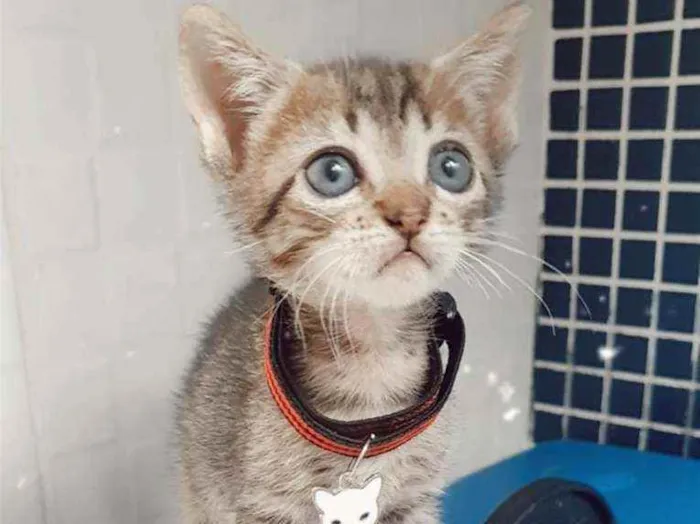 Gato ra a SRD idade Abaixo de 2 meses nome ...
