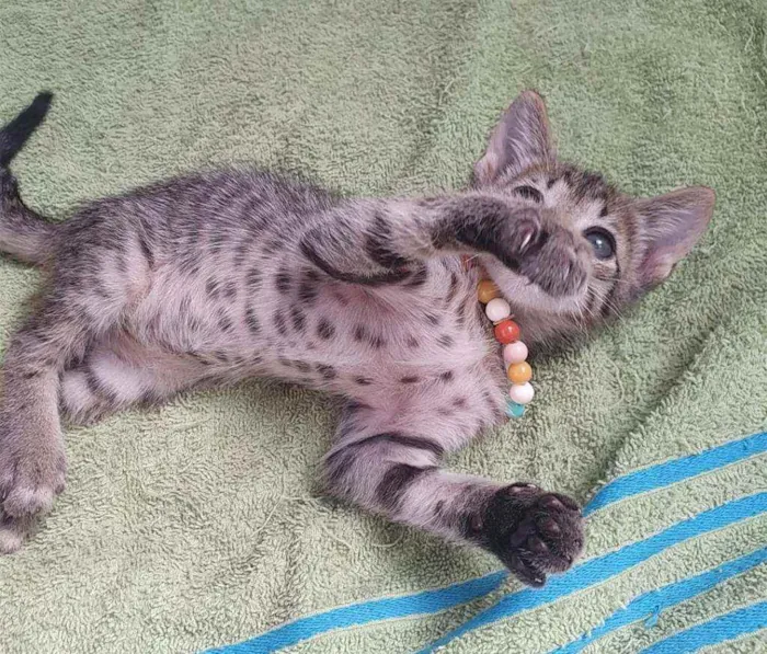 Gato ra a SRD idade Abaixo de 2 meses nome ..