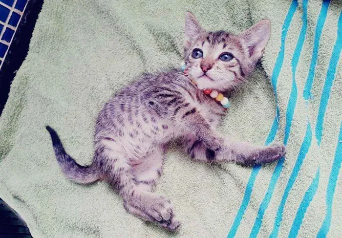 Gato ra a SRD idade Abaixo de 2 meses nome ..