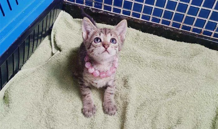 Gato ra a SRD idade Abaixo de 2 meses nome ..