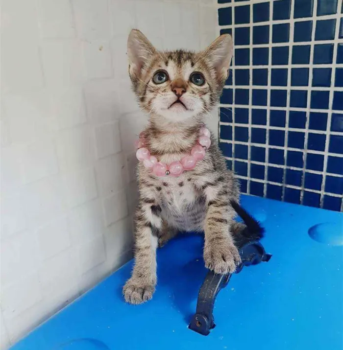 Gato ra a SRD idade Abaixo de 2 meses nome ..