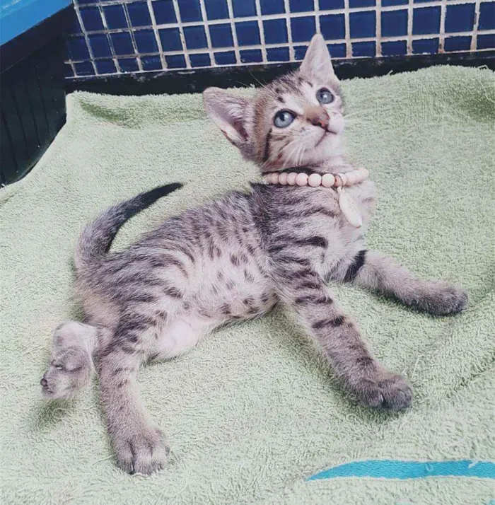Gato ra a SRD idade Abaixo de 2 meses nome ..