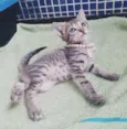 ..