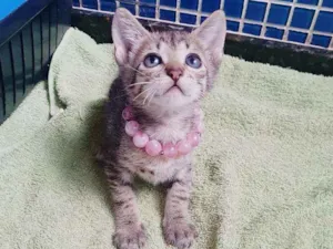 Gato raça SRD idade Abaixo de 2 meses nome ..
