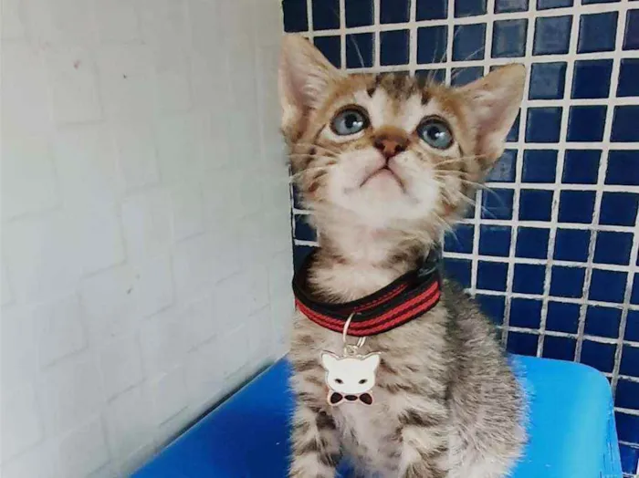 Gato ra a SRD idade Abaixo de 2 meses nome ...