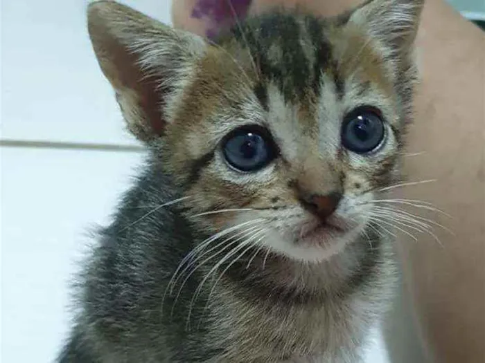 Gato ra a SRD idade Abaixo de 2 meses nome ...