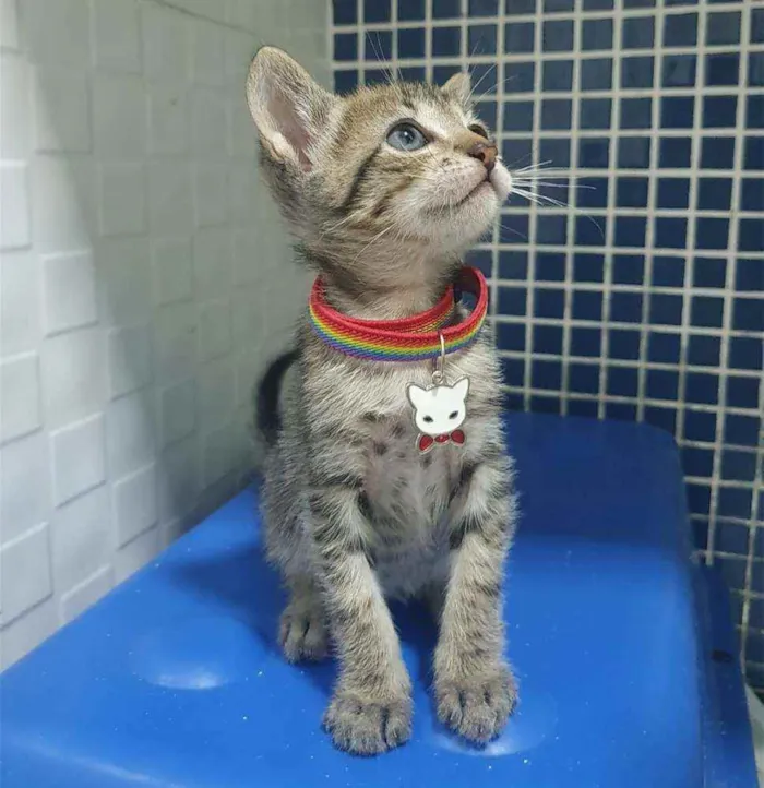 Gato ra a SRD idade Abaixo de 2 meses nome ..