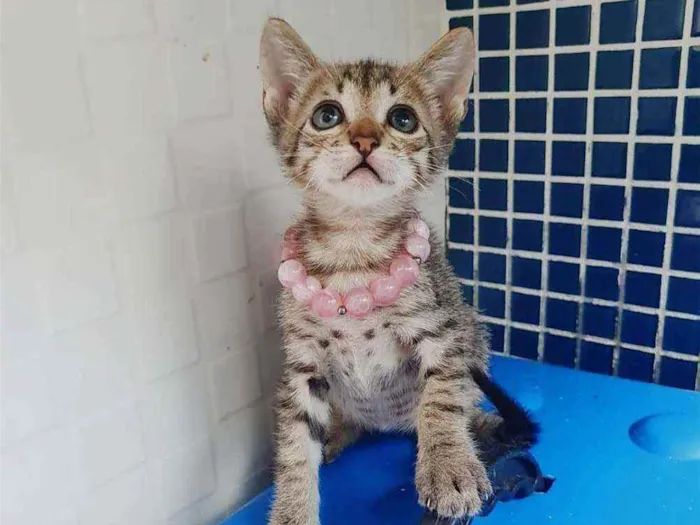 Gato ra a SRD idade Abaixo de 2 meses nome ..