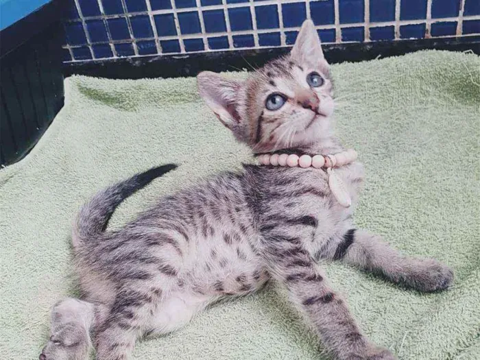 Gato ra a SRD idade Abaixo de 2 meses nome ..