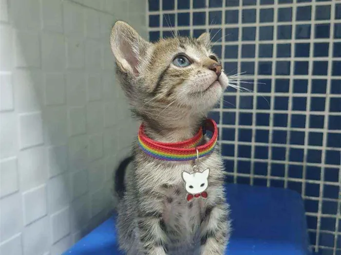 Gato ra a SRD idade Abaixo de 2 meses nome ..