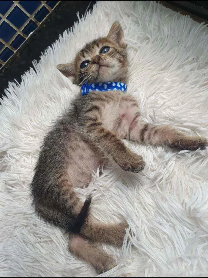 Gato ra a SRD idade Abaixo de 2 meses nome ...