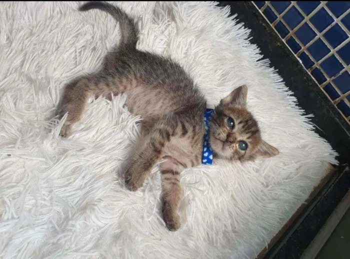 Gato ra a SRD idade Abaixo de 2 meses nome ...