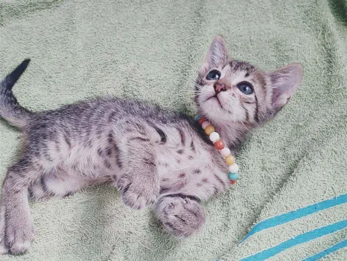 Gato ra a SRD idade Abaixo de 2 meses nome ..