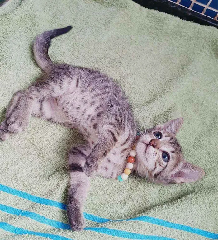Gato ra a SRD idade Abaixo de 2 meses nome ..