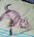 ..