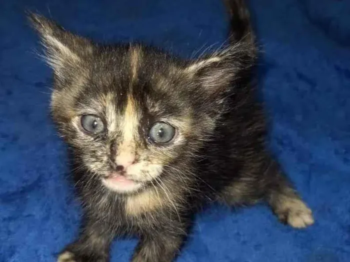 Gato raça Srd idade Abaixo de 2 meses nome Sem nome