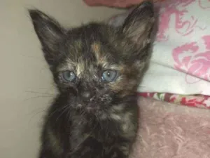 Gato raça Srd idade Abaixo de 2 meses nome Sem nome