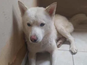 Cachorro raça Husky siberiano idade 1 ano nome Ghost