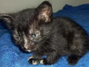Gato raça Srd idade Abaixo de 2 meses nome Sem nome