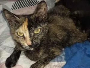 Gato raça  idade 7 a 11 meses nome Sem nome