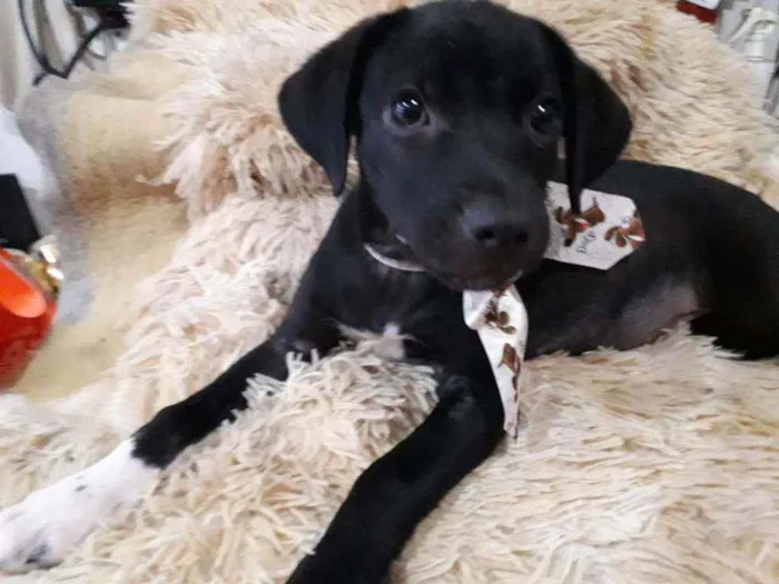 Cachorro ra a SRD idade 2 a 6 meses nome Filhotes 
