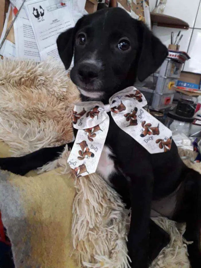 Cachorro ra a SRD idade 2 a 6 meses nome Filhotes 